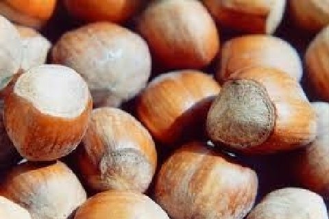 Hazelnuts in Shell